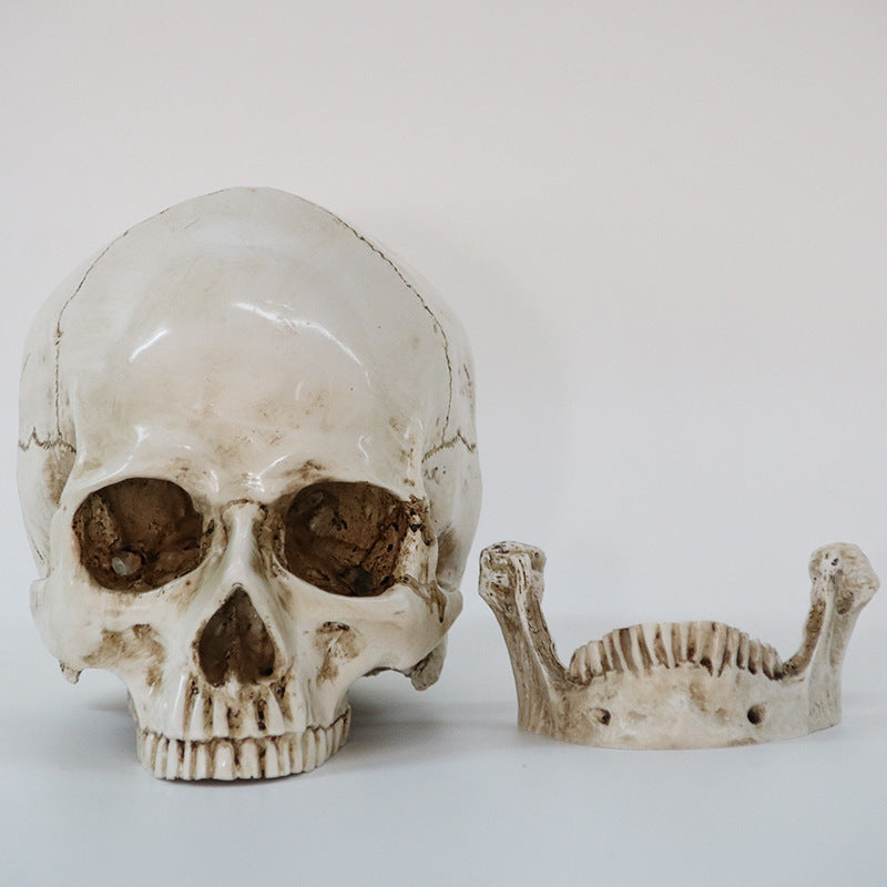 Simulation Skull Head Medical Skull Specimen Creative Props Crafts