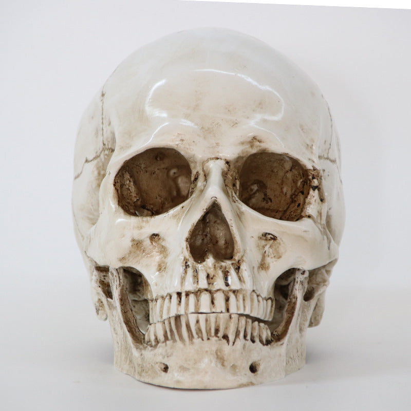 Simulation Skull Head Medical Skull Specimen Creative Props Crafts