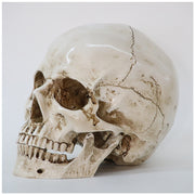 Simulation Skull Head Medical Skull Specimen Creative Props Crafts