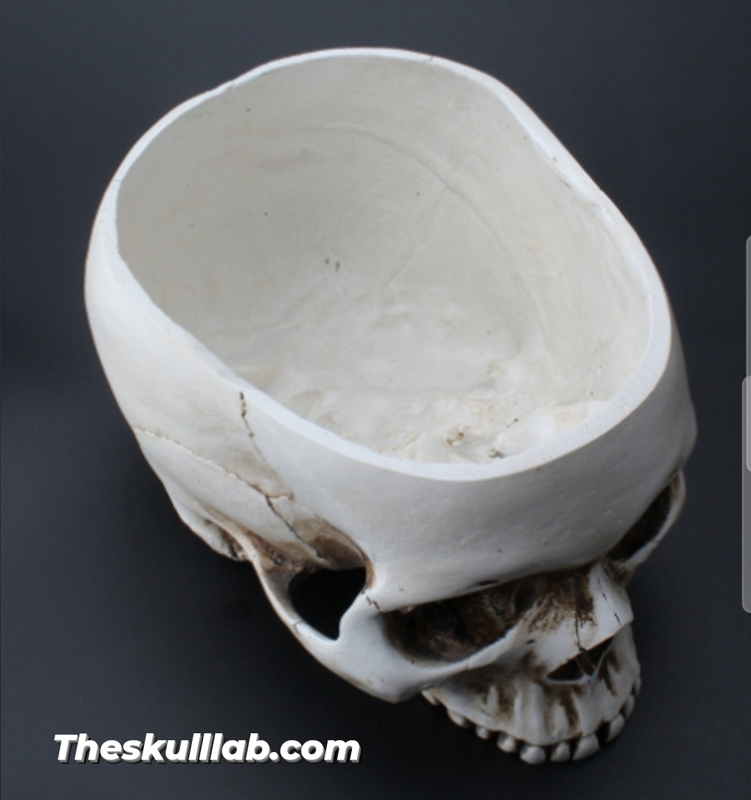 Resin Skull Flower Pot or Ashtray *2 Colors
