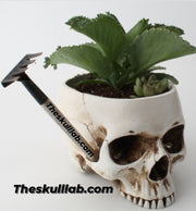 Resin Skull Flower Pot or Ashtray *2 Colors