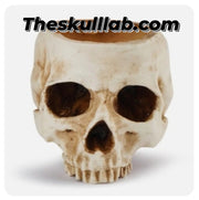 Resin Skull Flower Pot or Ashtray *2 Colors