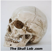 Simulation Skull Head Medical Skull Specimen Creative Props Crafts